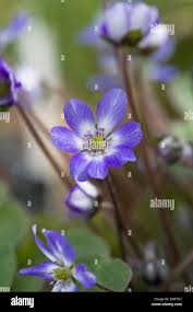 Attēlu rezultāti vaicājumam “Hepatica nobilis flower”