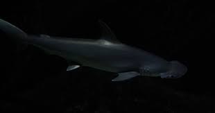 Image result for Sphyrna media