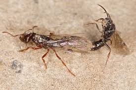 Attēlu rezultāti vaicājumam “Formicidae”