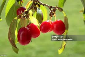 Attēlu rezultāti vaicājumam “Cornus mas fruit”