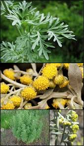Image result for Artemisia absinthium