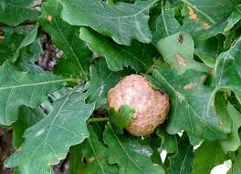 Attēlu rezultāti vaicājumam “Sacchiphantes abietis exuvia”