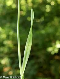Attēlu rezultāti vaicājumam “Allium scorodoprasum leaf”