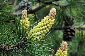 Attēlu rezultāti vaicājumam “Pinus sylvestris female flower”