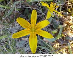 Attēlu rezultāti vaicājumam “Gagea lutea flower”