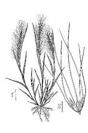 Attēlu rezultāti vaicājumam “Hordeum jubatum”