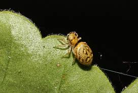 Attēlu rezultāti vaicājumam “Heliophanus sp.”