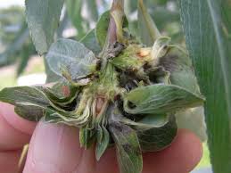 Attēlu rezultāti vaicājumam “Rabdophaga heterobia”