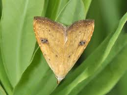 Attēlu rezultāti vaicājumam “Rivula sericealis”