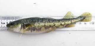 Image result for Microgadus tomcod