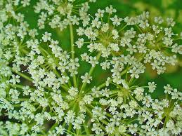 Attēlu rezultāti vaicājumam “Cnidium dubium”