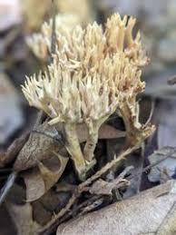 Attēlu rezultāti vaicājumam “Lentaria”