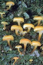 Attēlu rezultāti vaicājumam “Lichenomphalia umbellifera”