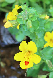Image result for Mimulus x hybrida