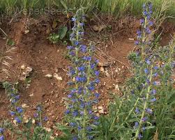 Attēlu rezultāti vaicājumam “Echium vulgare flower”