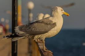 Image result for Larus cachinnans
