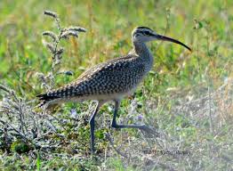 Attēlu rezultāti vaicājumam “Numenius phaeopus”