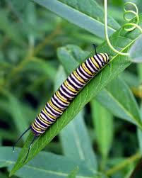 Image result for monarch caterpillar