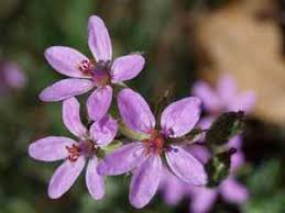 Attēlu rezultāti vaicājumam “Erodium cicutarium flower”