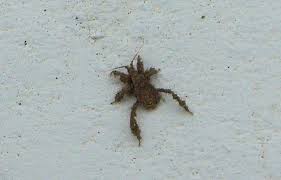 Attēlu rezultāti vaicājumam “Reduvius personatus”