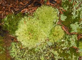 Attēlu rezultāti vaicājumam “Leucobryum glaucum”