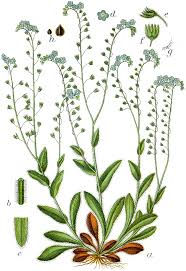 Image result for Myosotis sylvatica