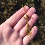 Attēlu rezultāti vaicājumam “Najas major leaf”