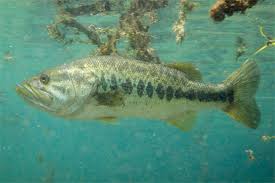 Image result for Micropterus salmoides