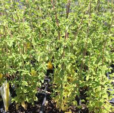 Image result for Origanum vulgare