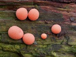 Attēlu rezultāti vaicājumam “Lycogala conicum spores”