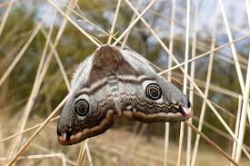 Attēlu rezultāti vaicājumam “Saturnia pavonia”