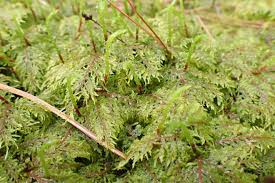 Attēlu rezultāti vaicājumam “Hylocomium splendens”