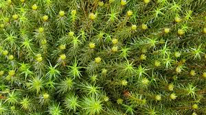 Attēlu rezultāti vaicājumam “Polytrichum commune”
