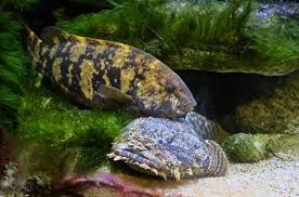 Image result for Tautoga onitis