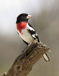 Image result for Pheucticus ludovicianus