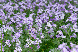 Image result for Levkoje