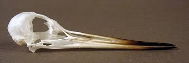 Attēlu rezultāti vaicājumam “Tringa nebularia”