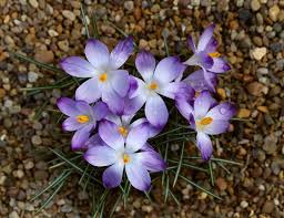Attēlu rezultāti vaicājumam “Crocus tommasinianus flower”