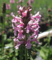 Attēlu rezultāti vaicājumam “Stachys officinalis”