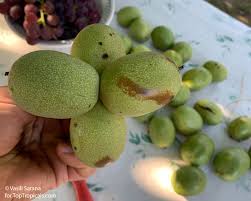 Attēlu rezultāti vaicājumam “Juglans regia fruit”