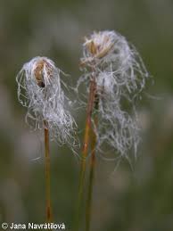 Attēlu rezultāti vaicājumam “Trichophorum alpinum fruit”