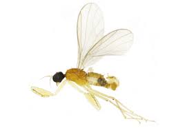 Attēlu rezultāti vaicājumam “Empididae”