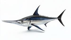 Image result for Makaira nigricans