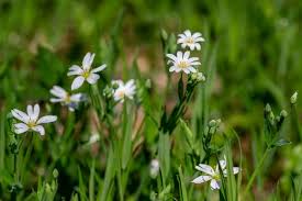 Attēlu rezultāti vaicājumam “Stellaria holostea leaf”