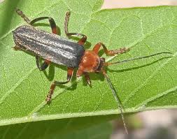 Attēlu rezultāti vaicājumam “Cantharis livida”