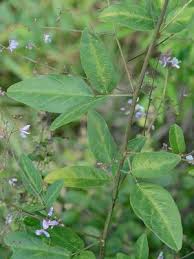 Attēlu rezultāti vaicājumam “Dianema depressum plasmodium”