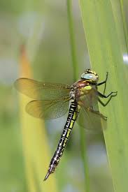 Attēlu rezultāti vaicājumam “Brachytron pratense”
