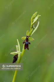 Attēlu rezultāti vaicājumam “Ophrys insectifera”