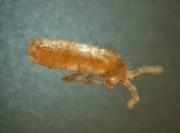 Attēlu rezultāti vaicājumam “Heteromurus nitidus”