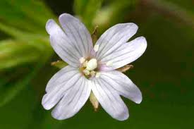 Attēlu rezultāti vaicājumam “Epilobium montanum”